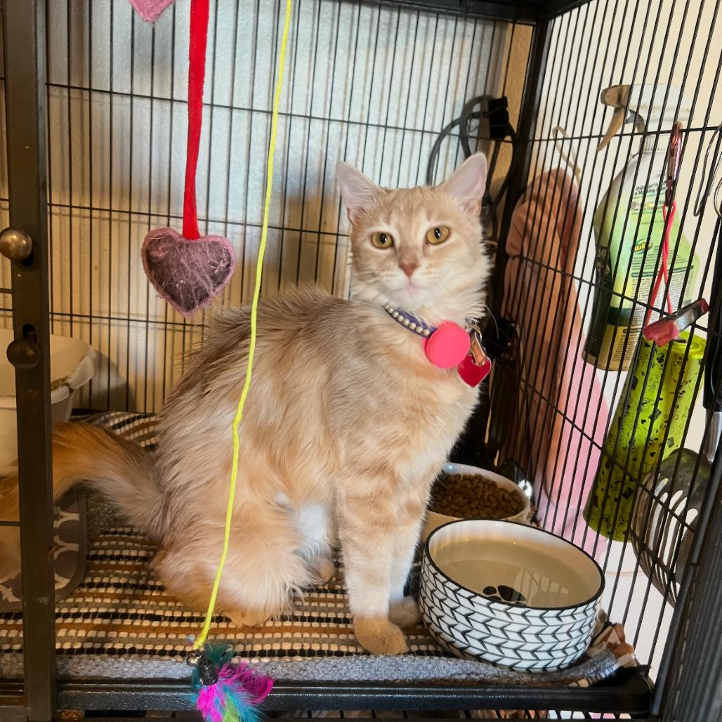 Cat - Buttercup, Adoptable, Adult Female Domestic Medium Hair.