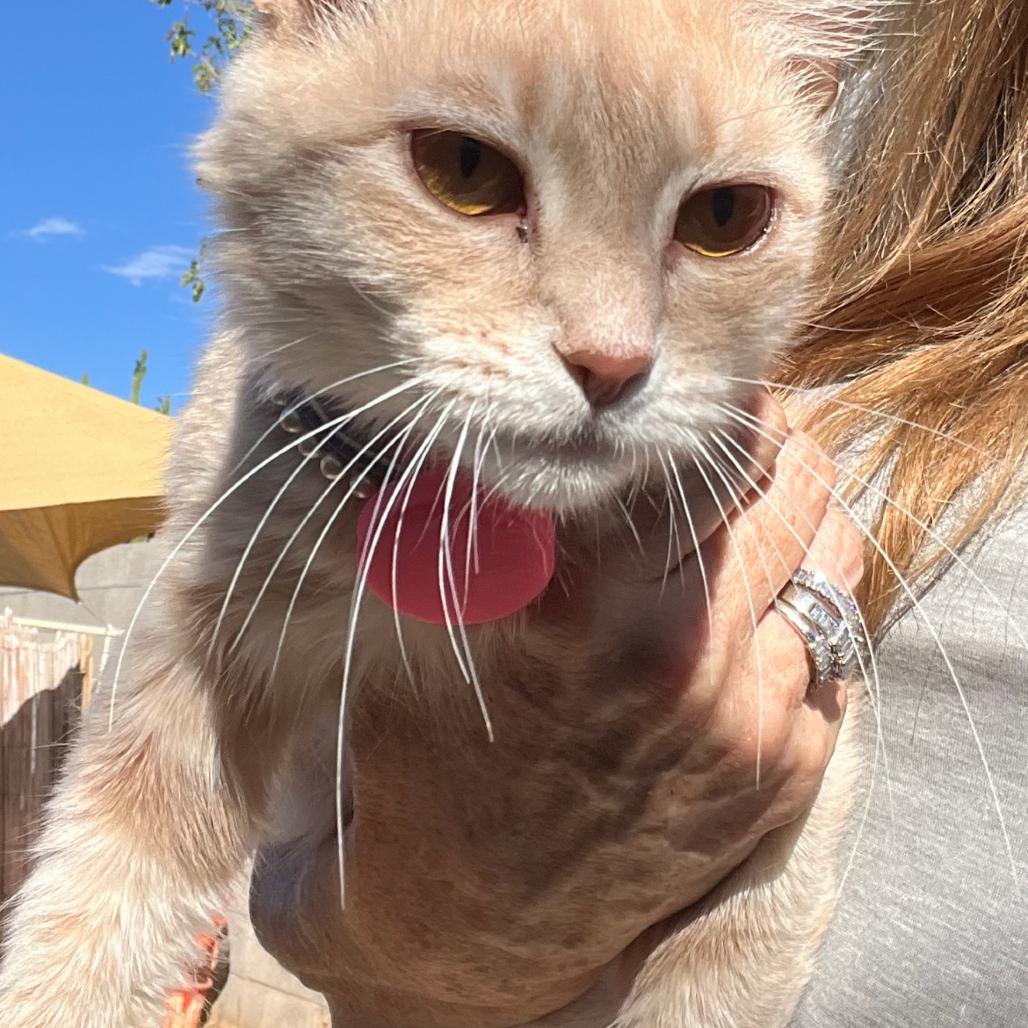 Enlarge Cat - Buttercup, a Adoptable Domestic Medium Hair in Phoenix, AZ image 2/2