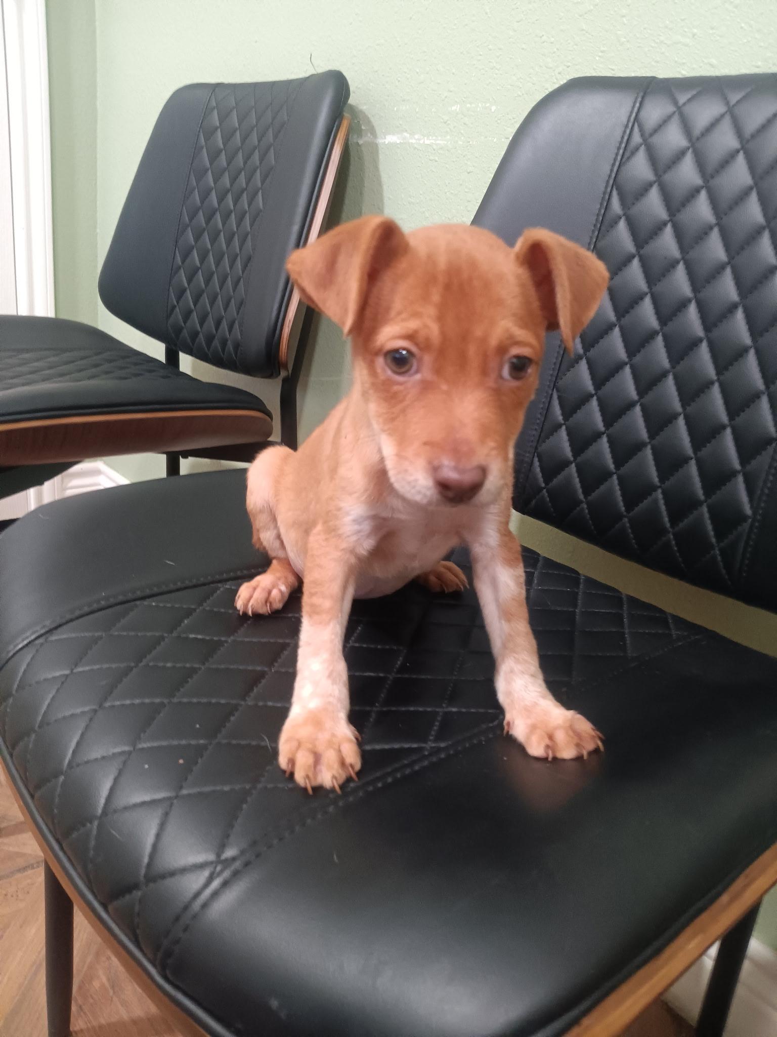 Amber, Adoptable, Puppy Female Cattle Dog.