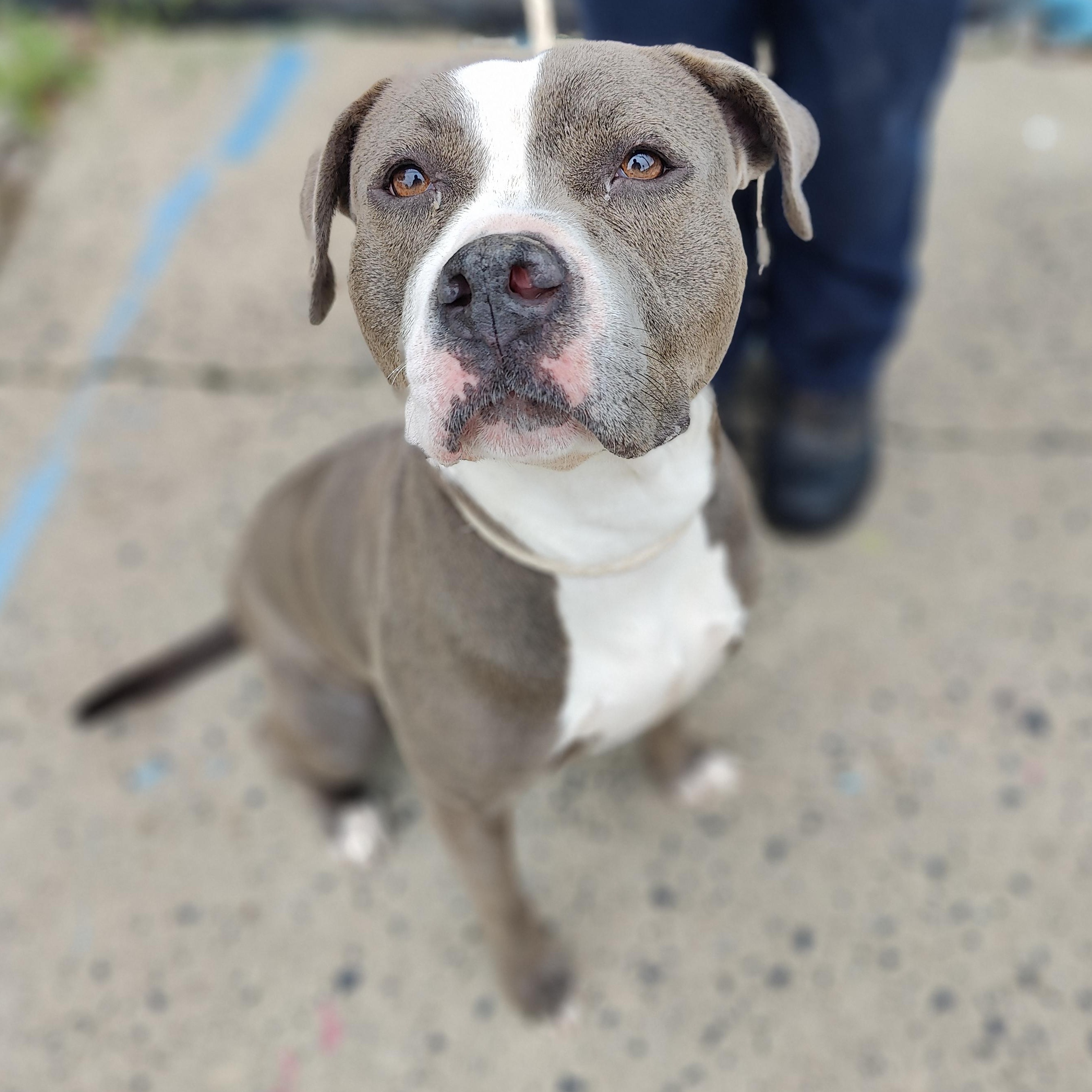 Liana, Adoptable, Adult Female Pit Bull Terrier.