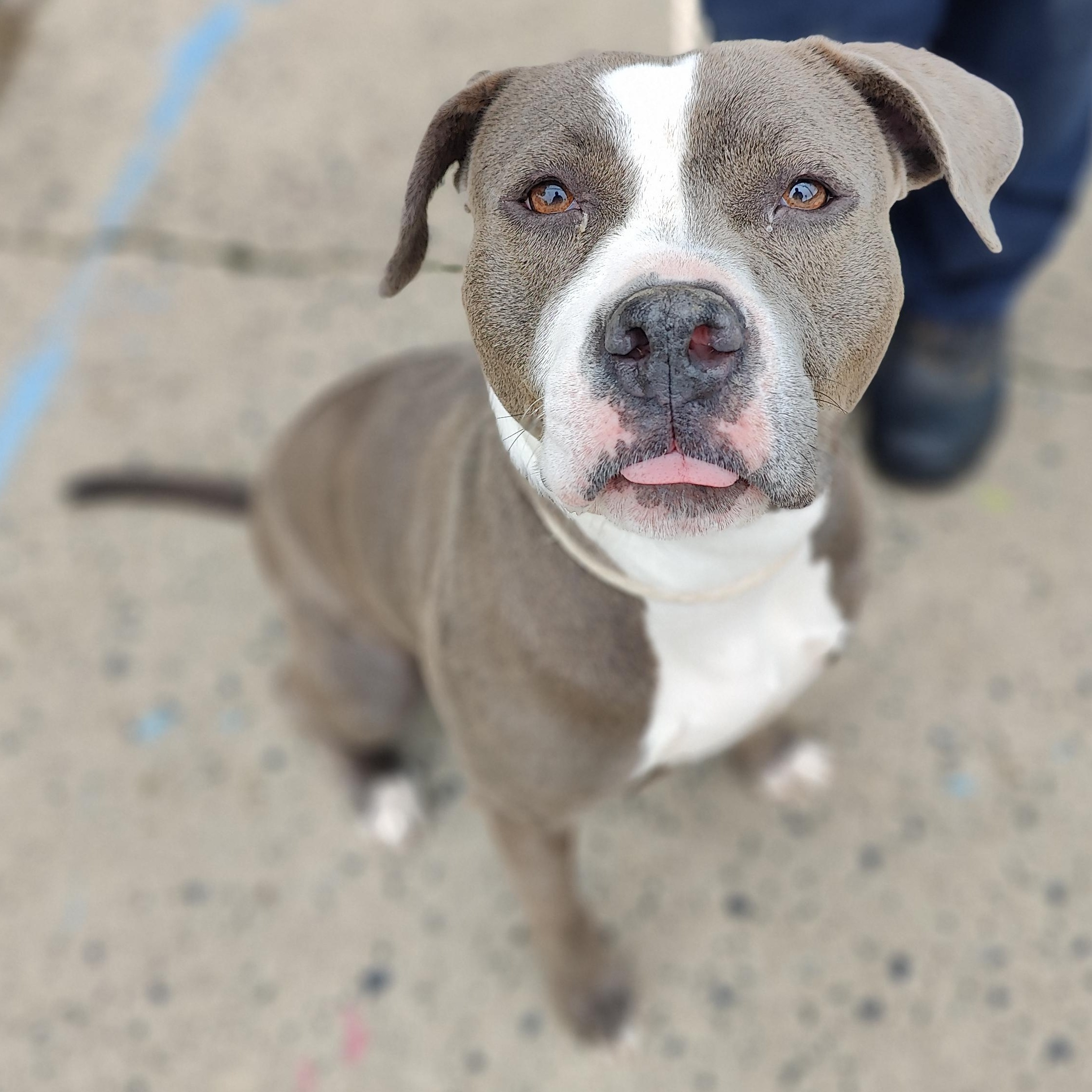 Enlarge Liana, a Adoptable Pit Bull Terrier in Jersey city, NJ image 2/2