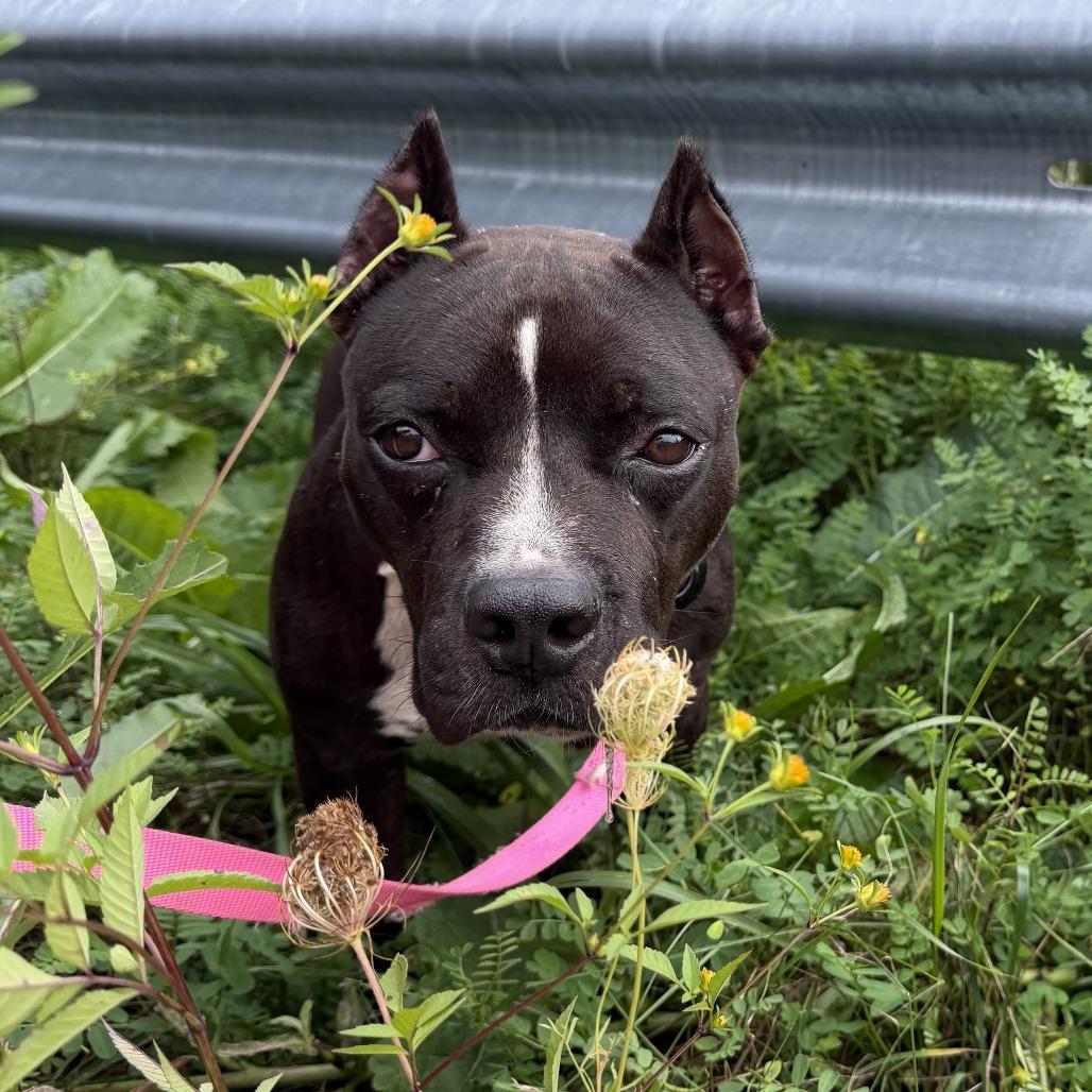 Enlarge Buckwheat, a Adoptable Mixed Breed in Waukesha, WI image 1/3
