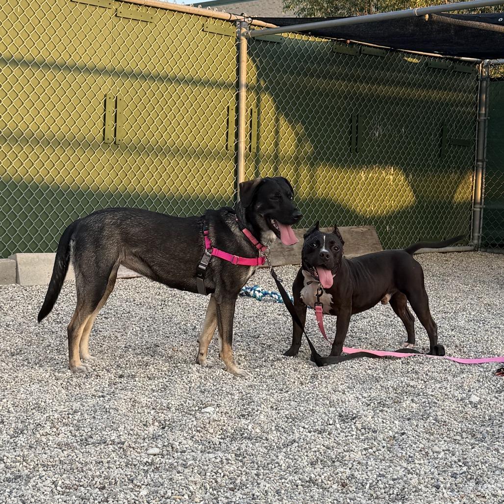 Enlarge Buckwheat, a Adoptable Mixed Breed in Waukesha, WI image 2/3
