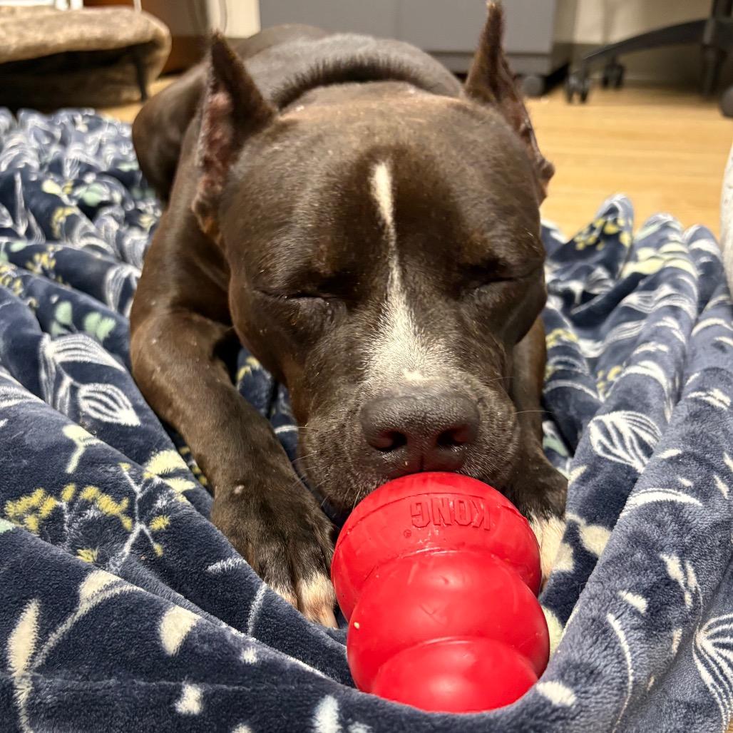 Enlarge Buckwheat, a Adoptable Mixed Breed in Waukesha, WI image 3/3