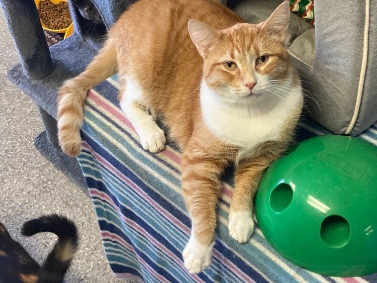 Chester, a Adoptable Domestic Short Hair in Wapakoneta, OH image 1/6