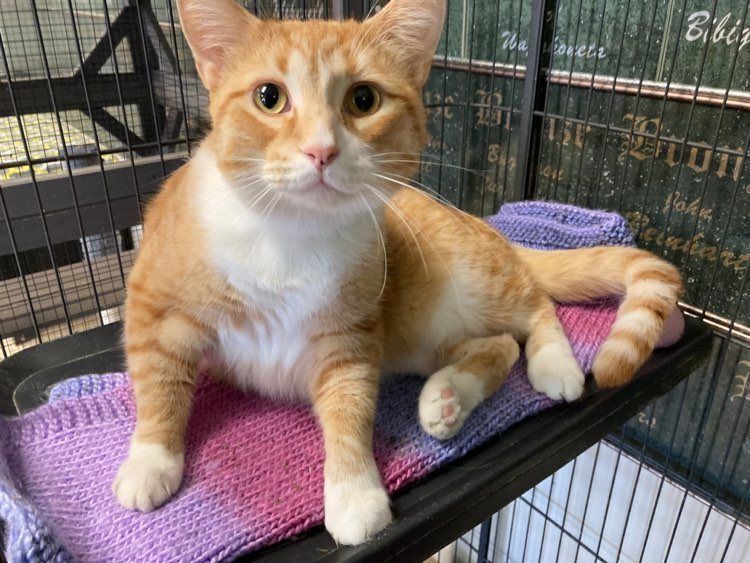 Chester, a Adoptable Domestic Short Hair in Wapakoneta, OH image 2/6