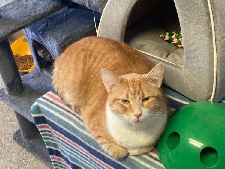 Chester, a Adoptable Domestic Short Hair in Wapakoneta, OH image 3/6