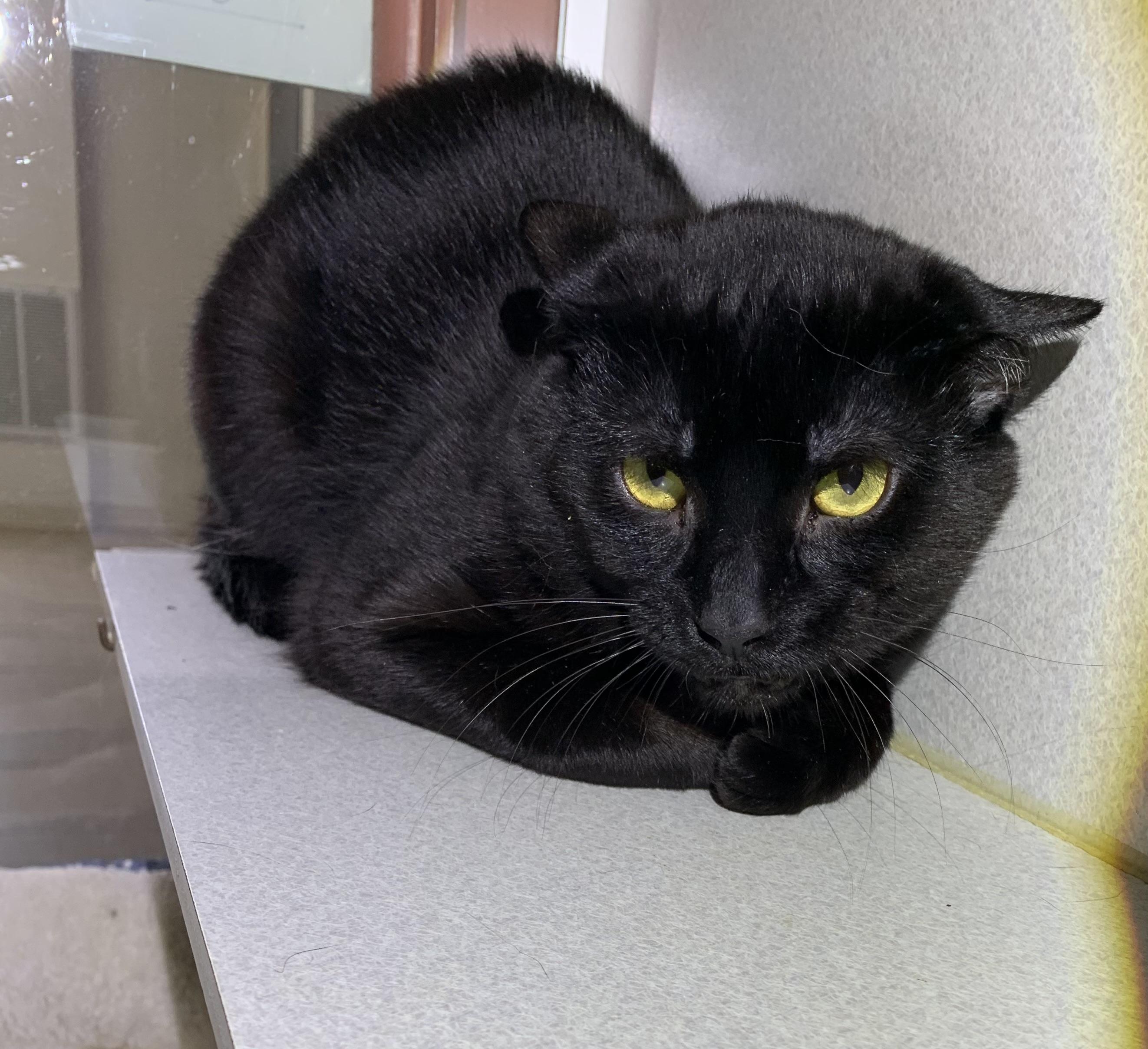 Brody *SPONSORED*, ADOPTABLE, Adult Male Domestic Short Hair.