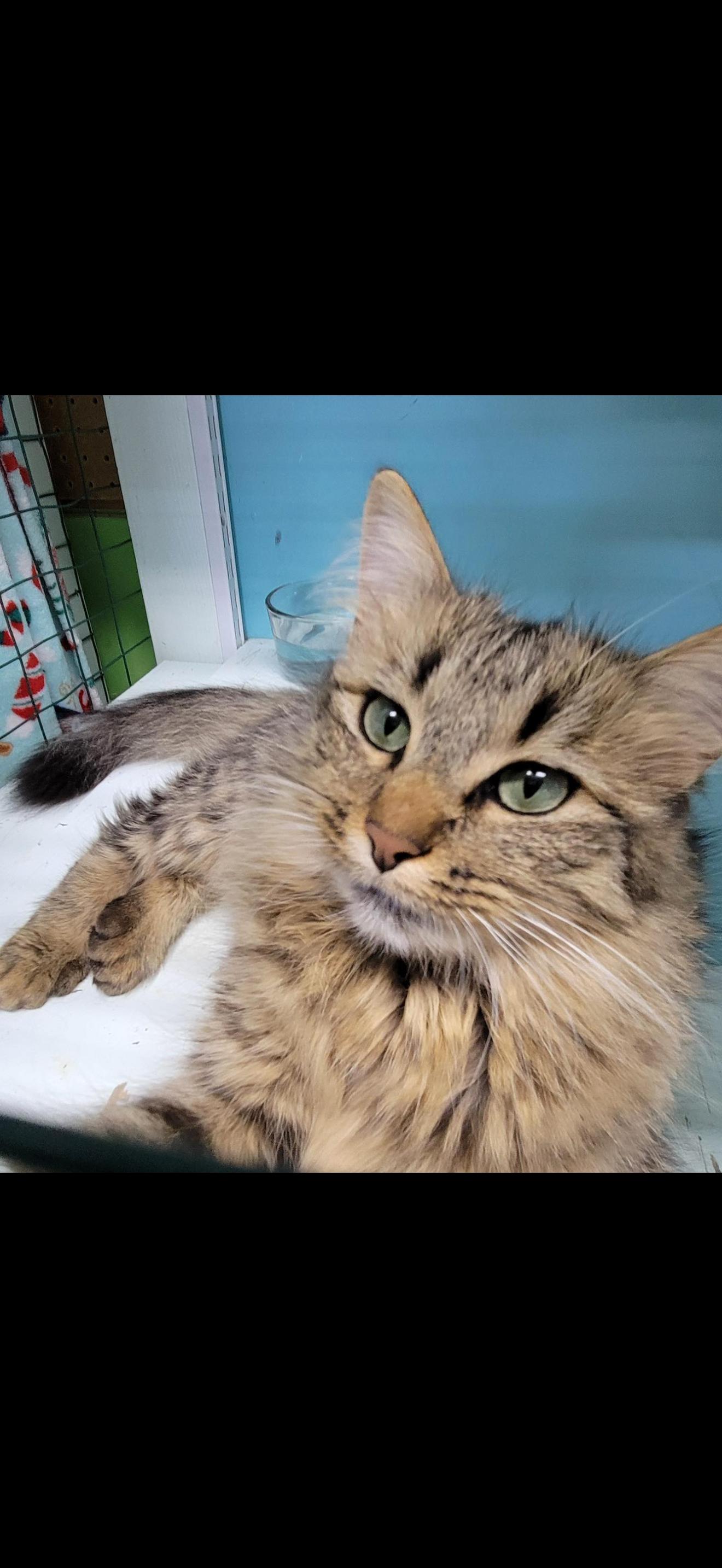 Autumn, Adopted, Young Female Domestic Medium Hair.