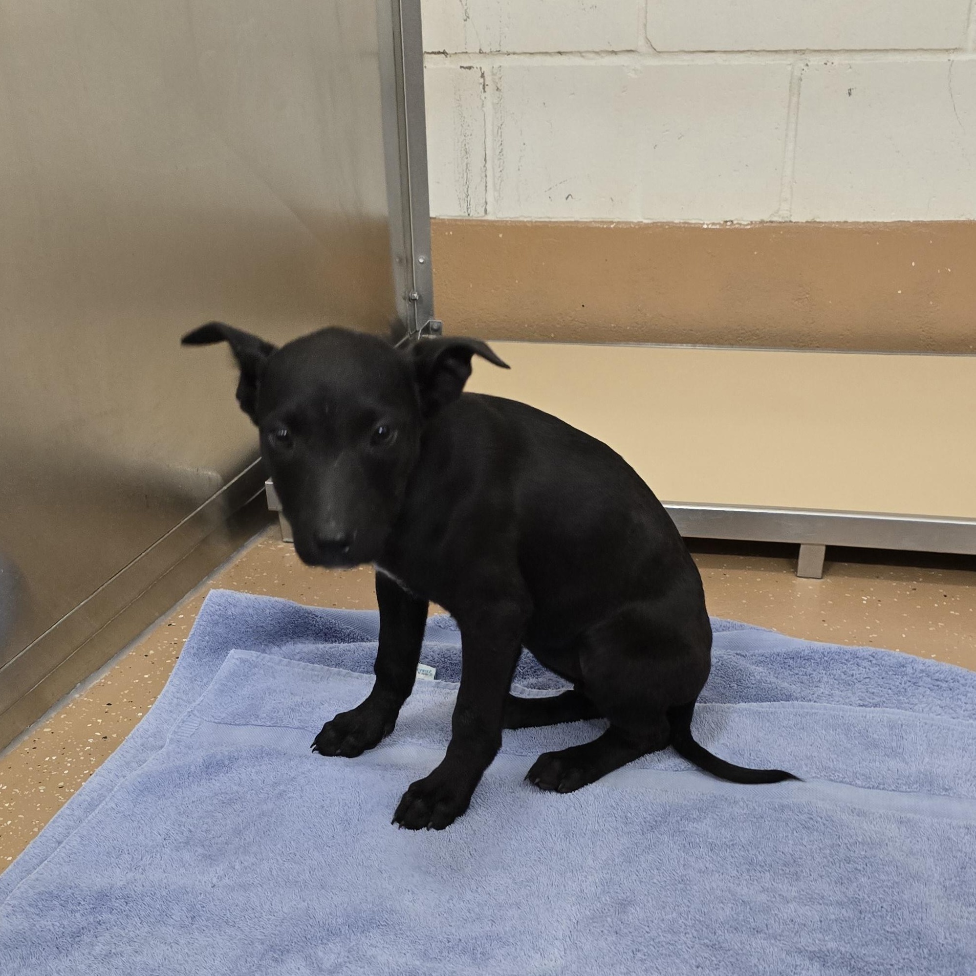 Eleven, adoptable, Puppy Female Shepherd.