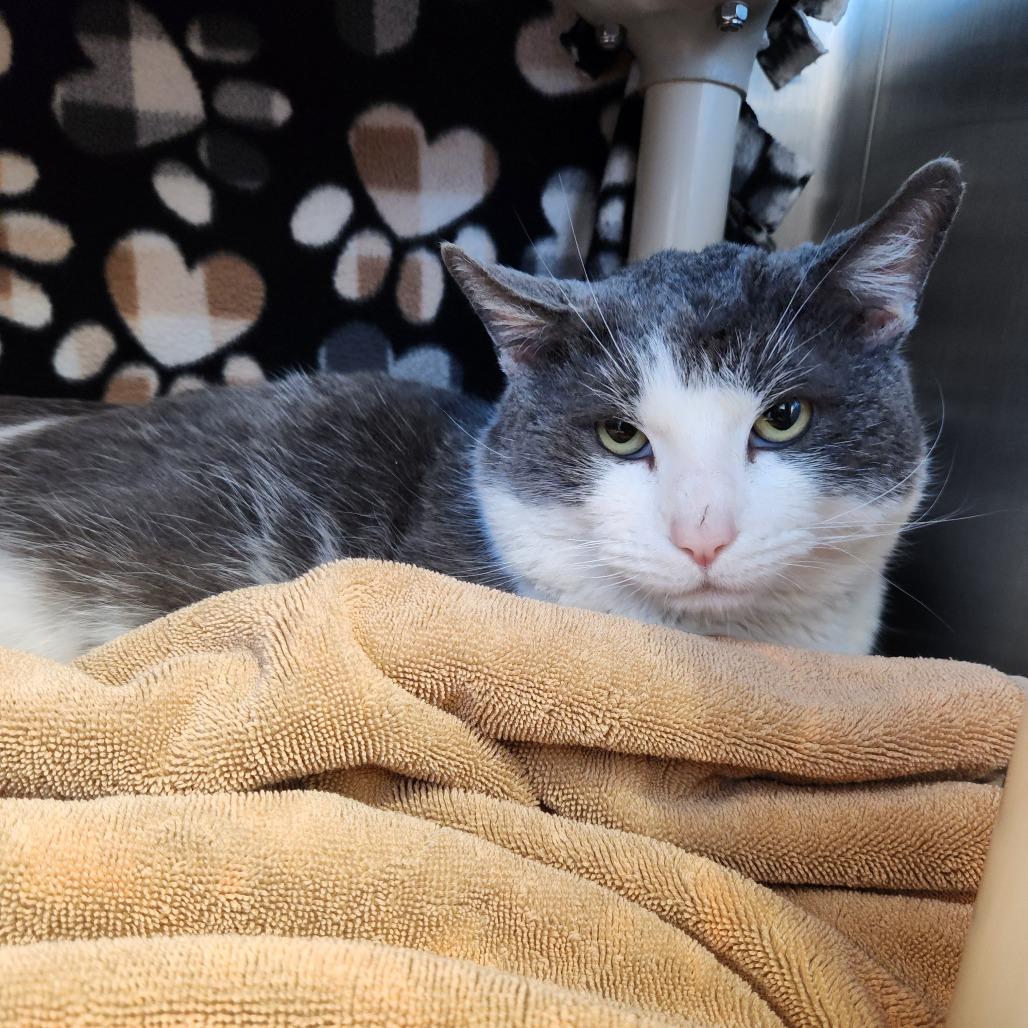 McDreamy, Adoptable, Adult Male Domestic Medium Hair.