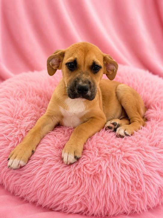 Star, an adopted mixed breed in Guntersville, AL image 1/2
