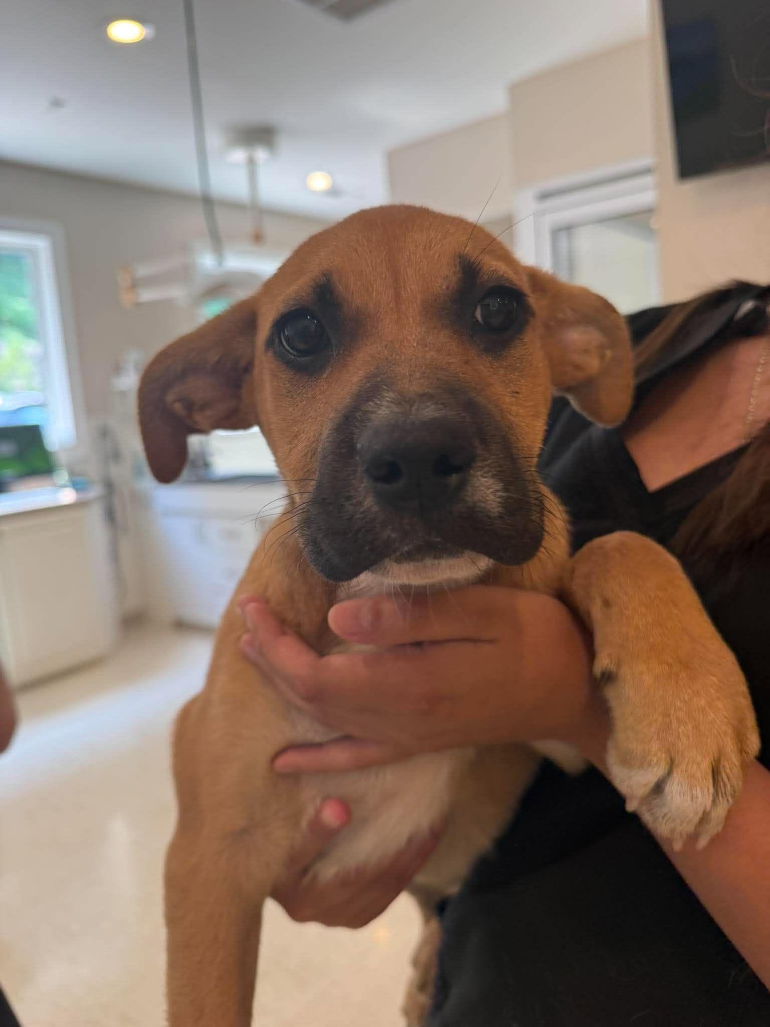 Star, an adopted mixed breed in Guntersville, AL image 2/2