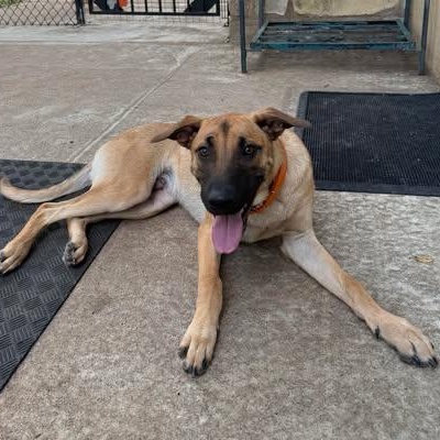 Enlarge Hankie Poo, a Adoptable mixed breed in Lockhart, TX image 2/6