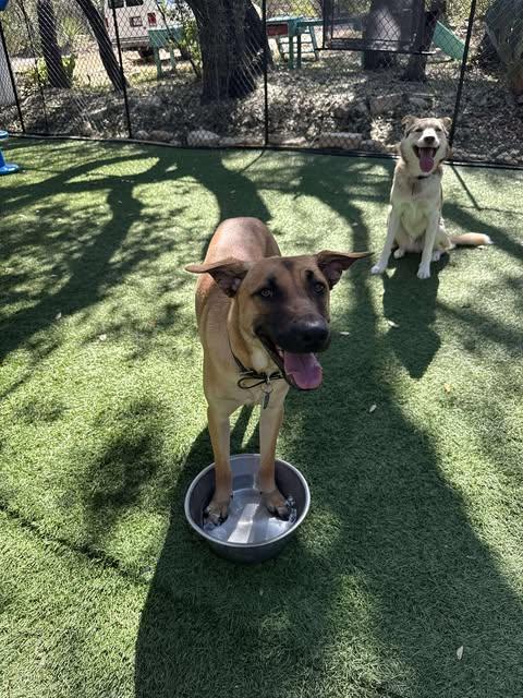 Hankie Poo, Adoptable, Young Male Yellow Labrador Retriever & Belgian Shepherd / Malinois.