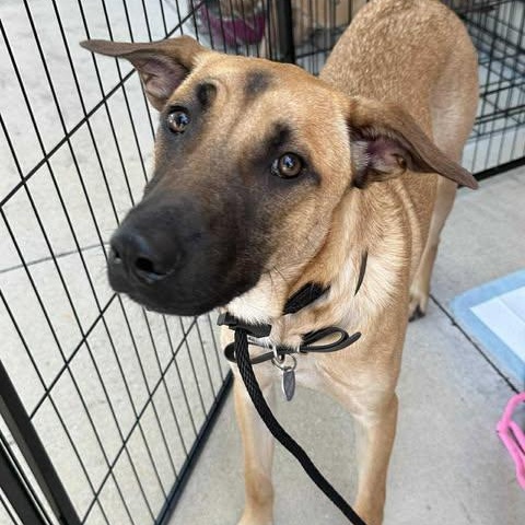Enlarge Hankie Poo, a Adoptable mixed breed in Lockhart, TX image 4/6