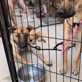 Enlarge Hankie Poo, a Adoptable mixed breed in Lockhart, TX image 5/6