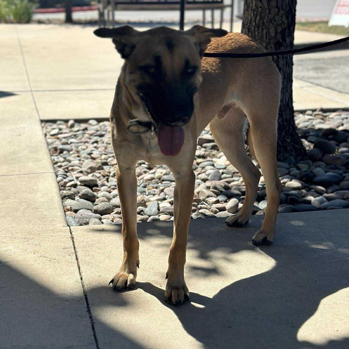 Enlarge Hankie Poo, a Adoptable mixed breed in Lockhart, TX image 3/6
