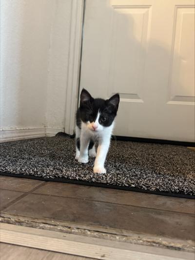 Matilda, Adoptable, Kitten Female Domestic Short Hair.