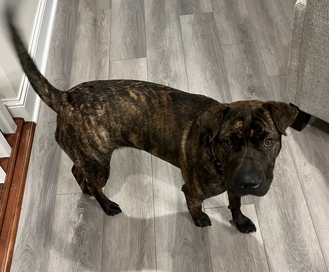 Thelma, Adopted, Puppy Female Shar-Pei & Labrador Retriever.