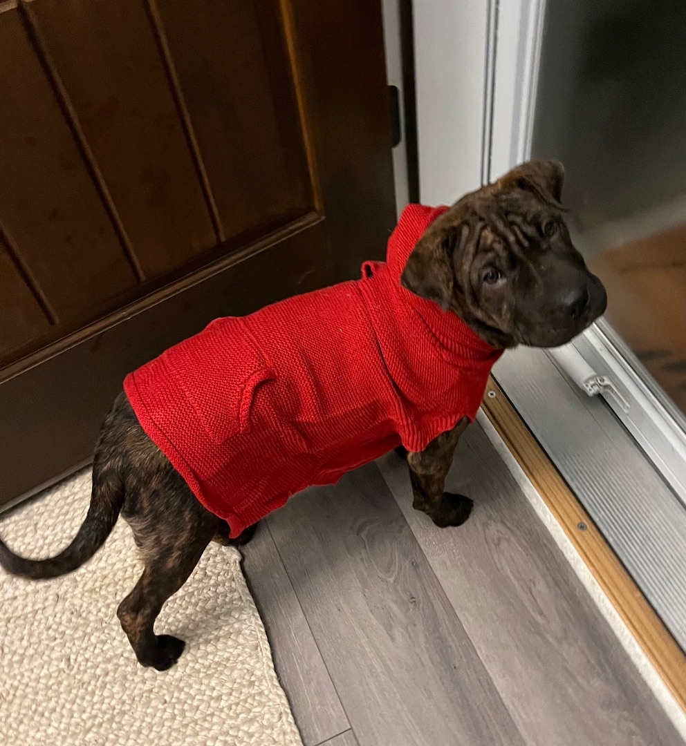 Enlarge Thelma, a Adopted mixed breed in Crystal Lake, IL image 2/10