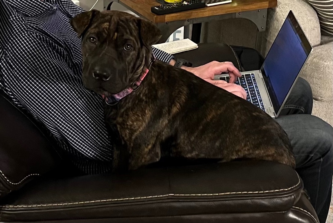 Enlarge Thelma, a Adopted mixed breed in Crystal Lake, IL image 4/10