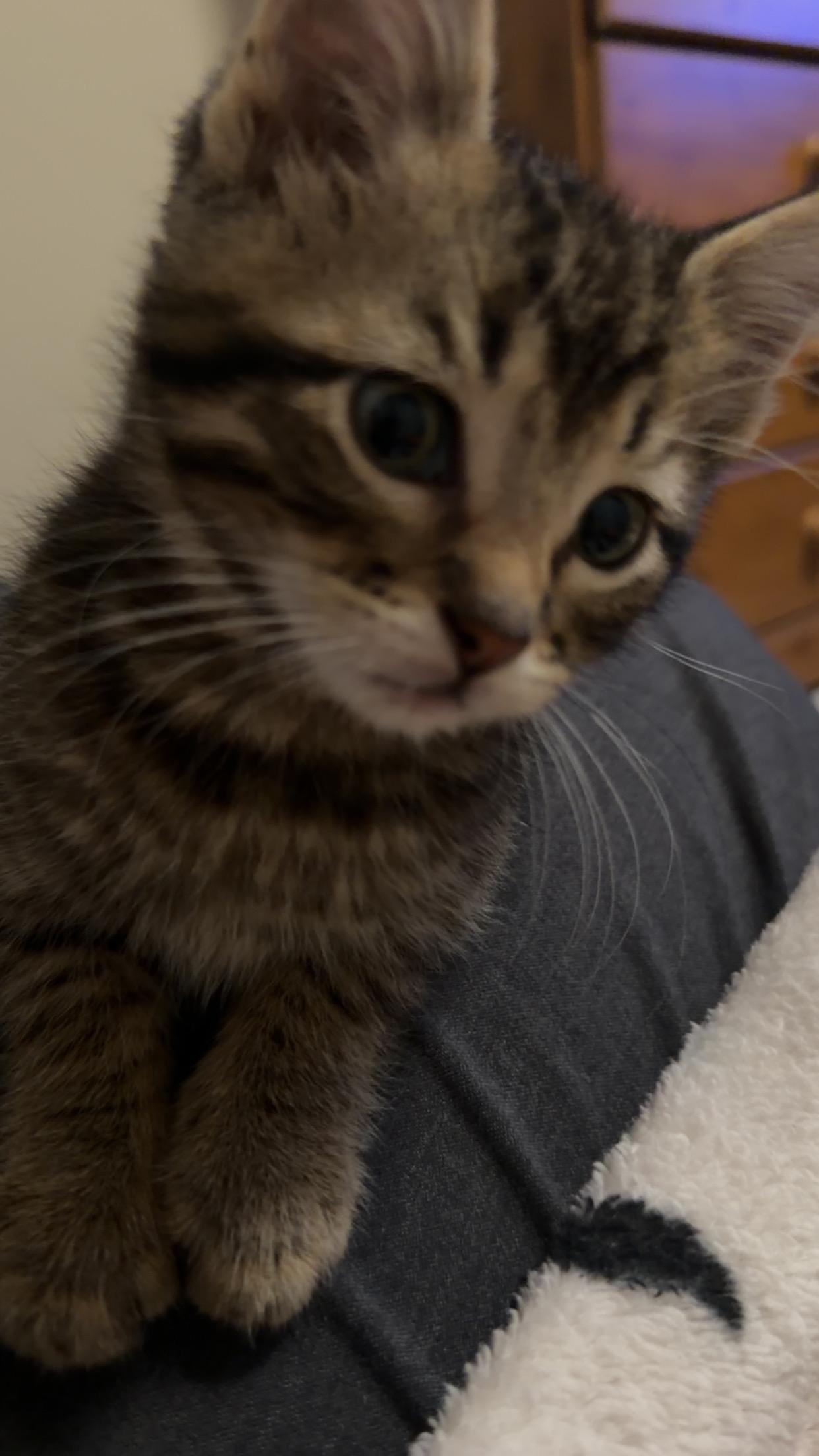 Theo, ADOPTABLE, Kitten Male Domestic Short Hair.