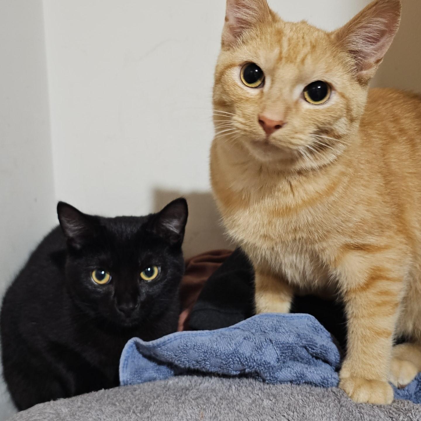 Niles and Annie, ADOPTABLE, Young Male Domestic Short Hair.