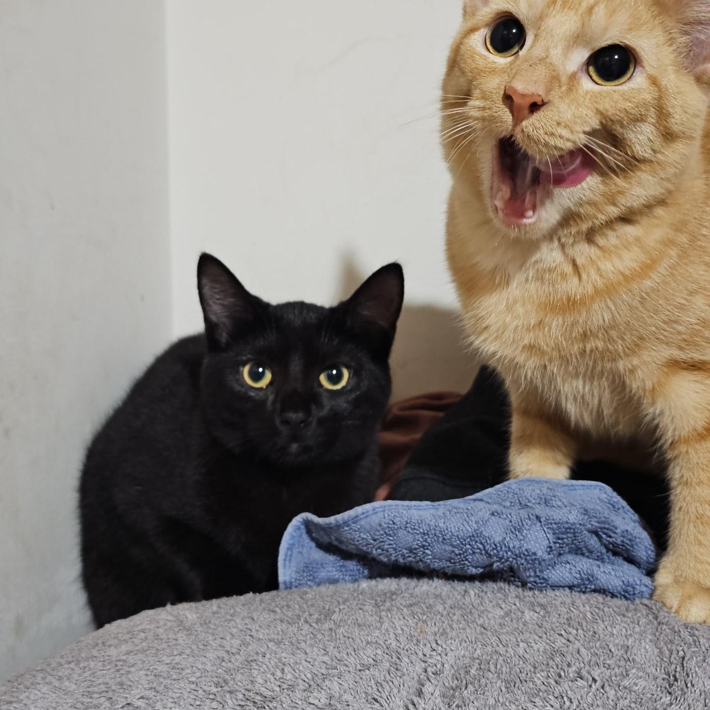 Niles and Annie, a ADOPTABLE Domestic Short Hair in Pardeeville, WI image 4/5