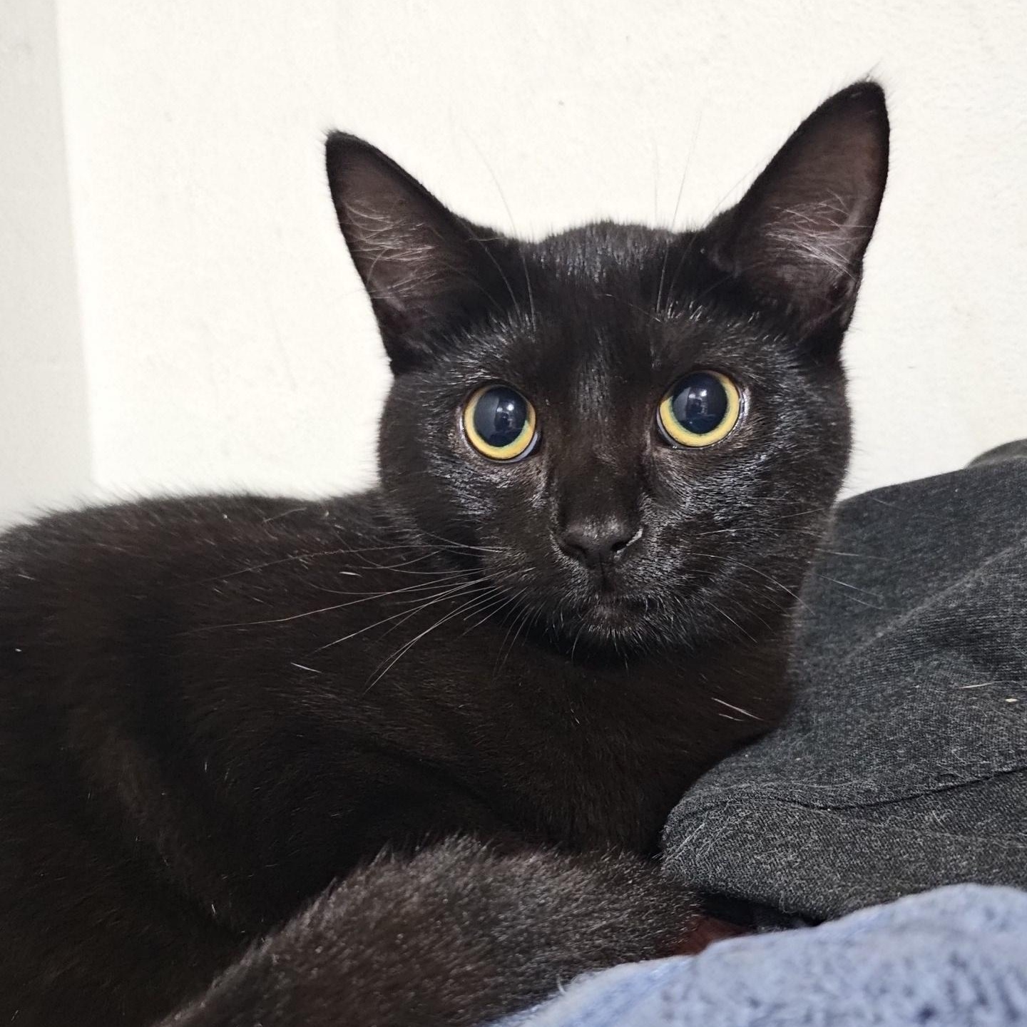 Niles and Annie, a ADOPTABLE Domestic Short Hair in Pardeeville, WI image 3/5