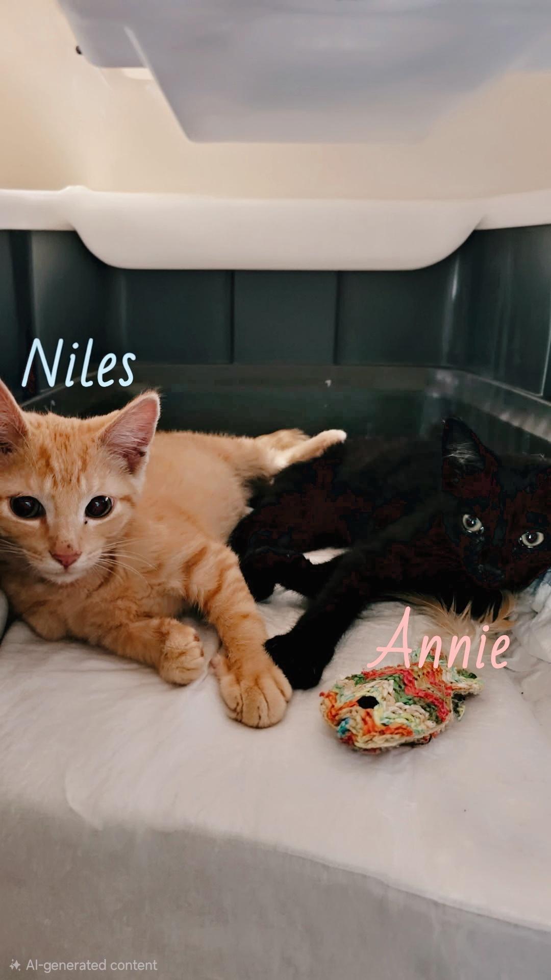 Niles and Annie, ADOPTABLE, Kitten Male Domestic Short Hair.