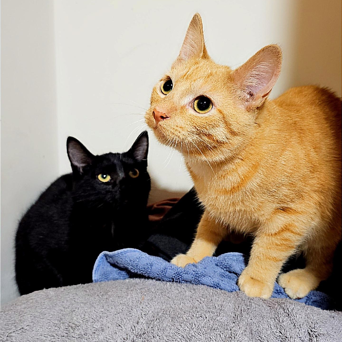 Niles and Annie, a ADOPTABLE Domestic Short Hair in Pardeeville, WI image 5/5