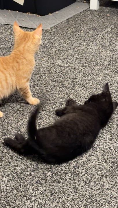 Enlarge Niles and Annie, a ADOPTABLE Domestic Short Hair in Pardeeville, WI video 2/2