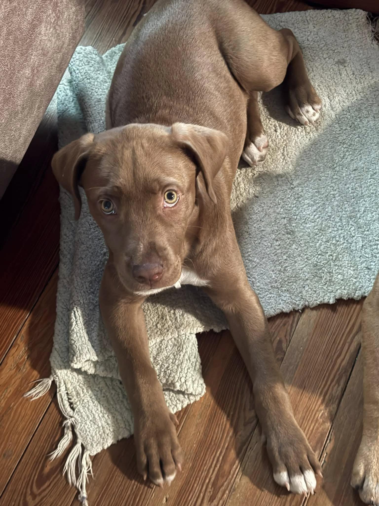 Enlarge Scully, a ADOPTABLE mixed breed in Saint Petersburg, FL image 1/1