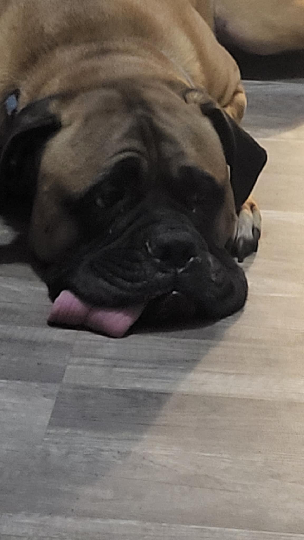 Simba - NC, a Adoptable Bullmastiff in Burlington, NC image 3/4