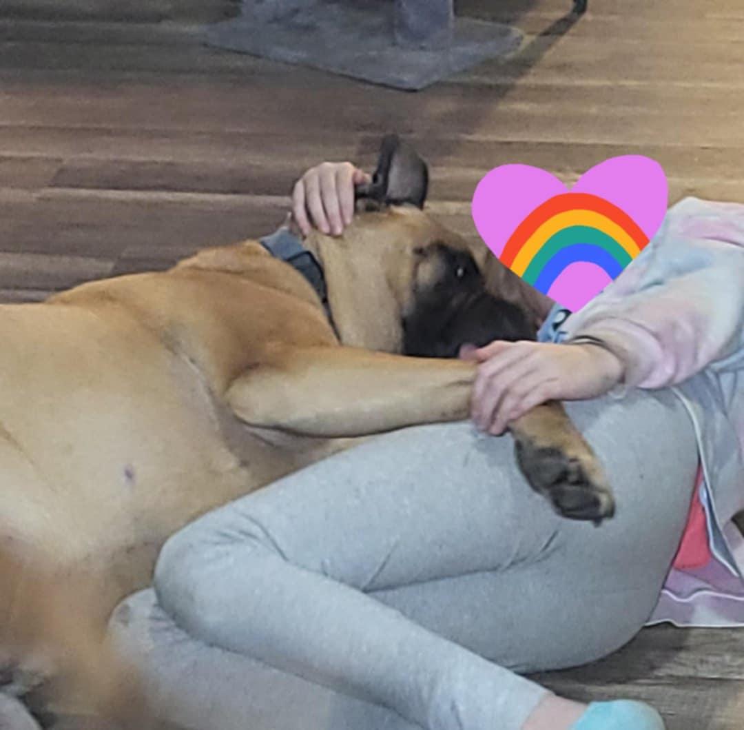 Simba - NC, a Adoptable Bullmastiff in Burlington, NC image 4/4