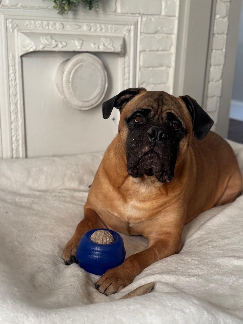 Simba - NC, a Adoptable Bullmastiff in Burlington, NC image 2/4