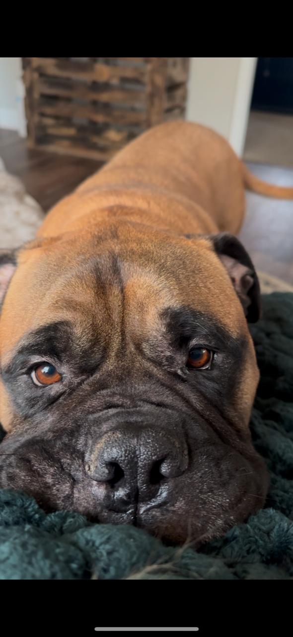 Simba - NC, Young Male Bullmastiff