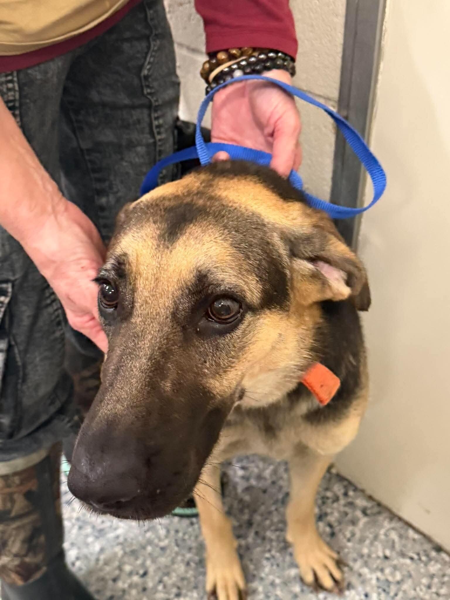 Unknown, Adoptable, Adult Female German Shepherd Dog & Mixed Breed.