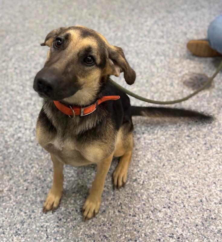Enlarge Unknown, a Adoptable mixed breed in Burgaw, NC image 2/3