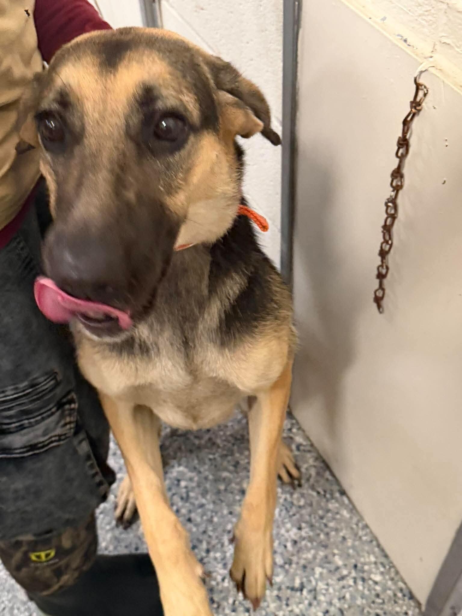 Enlarge Unknown, a Adoptable mixed breed in Burgaw, NC image 3/3