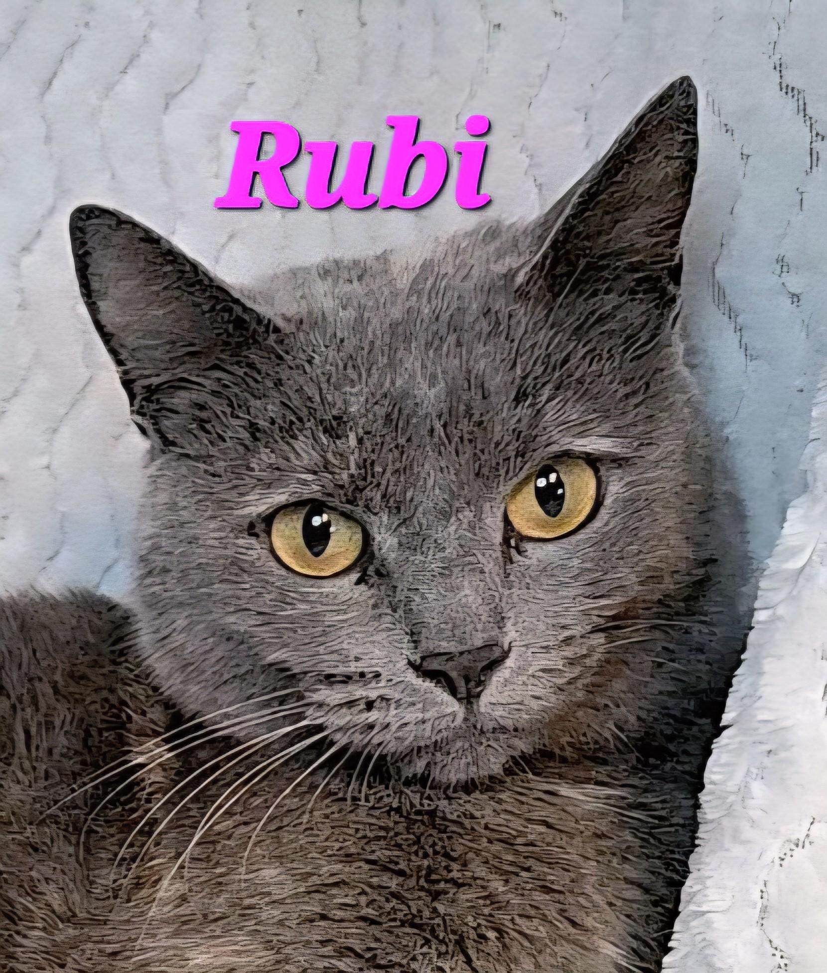 Rubi, Adult Female Domestic Short Hair
