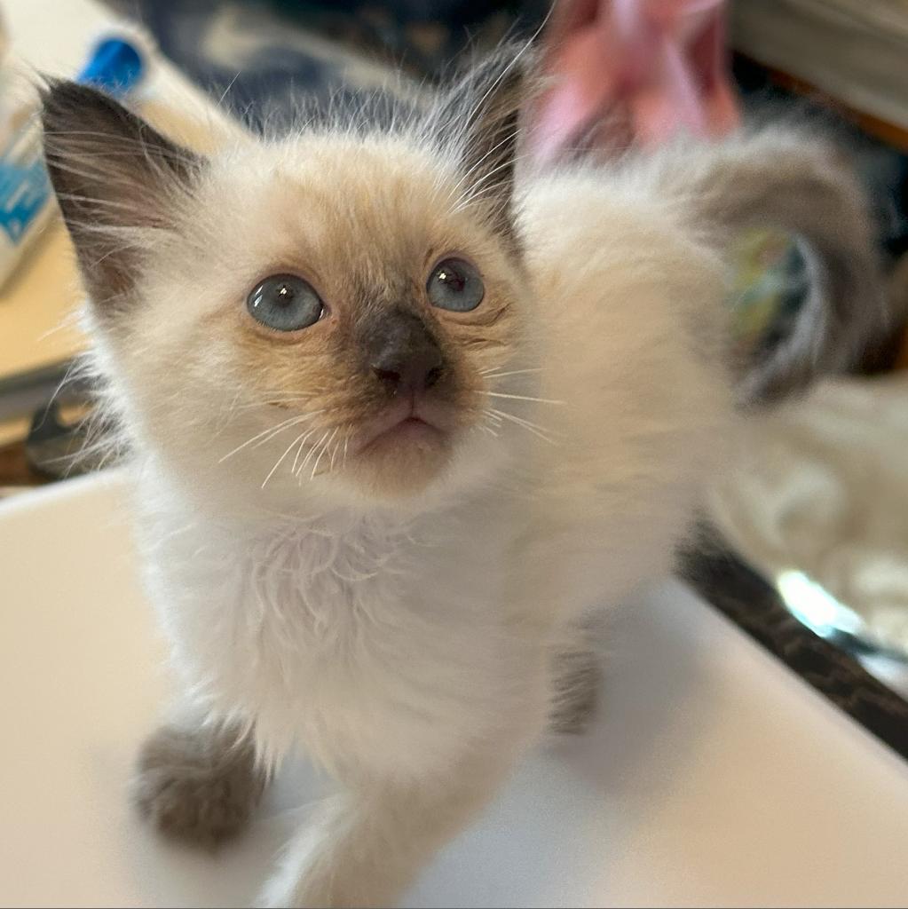 F-Felicity, Adoptable, Adult Female Domestic Long Hair & Siamese.