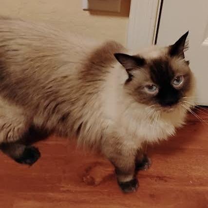 Enlarge F-Felicity, a Adoptable mixed breed in Arizona City, AZ image 2/2