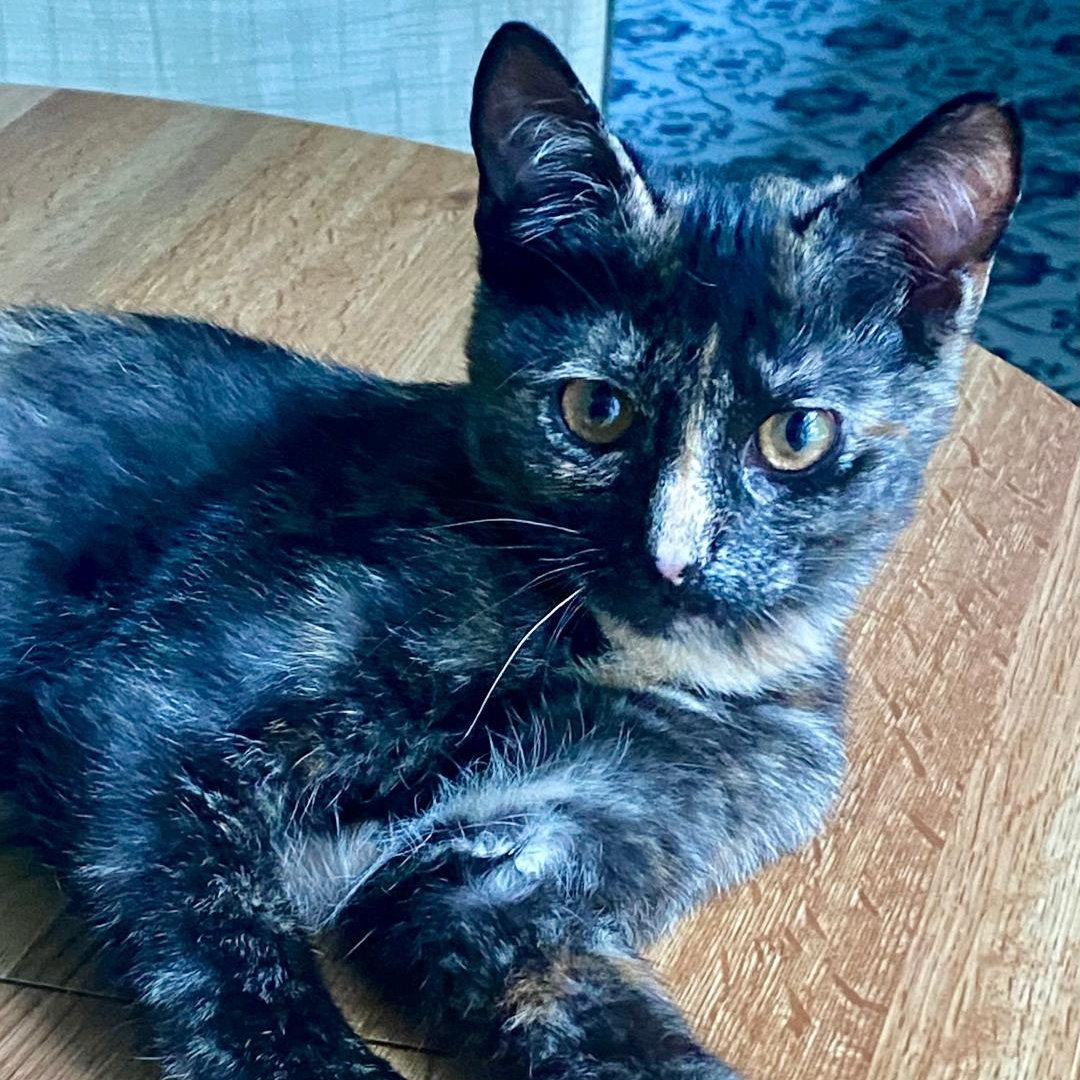 Enlarge Poppi, a Adoptable Tortoiseshell in Gastonia, NC image 2/6
