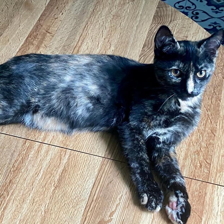 Enlarge Poppi, a Adoptable Tortoiseshell in Gastonia, NC image 3/6