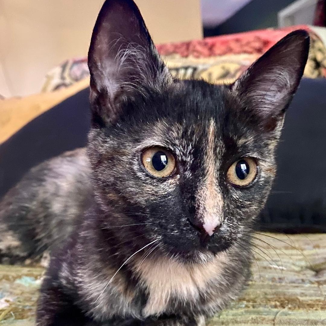 Enlarge Poppi, a Adoptable Tortoiseshell in Gastonia, NC image 4/6