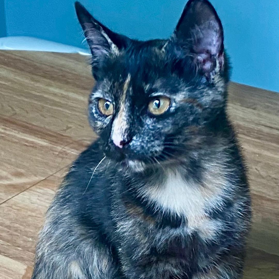 Enlarge Poppi, a Adoptable Tortoiseshell in Gastonia, NC image 1/6