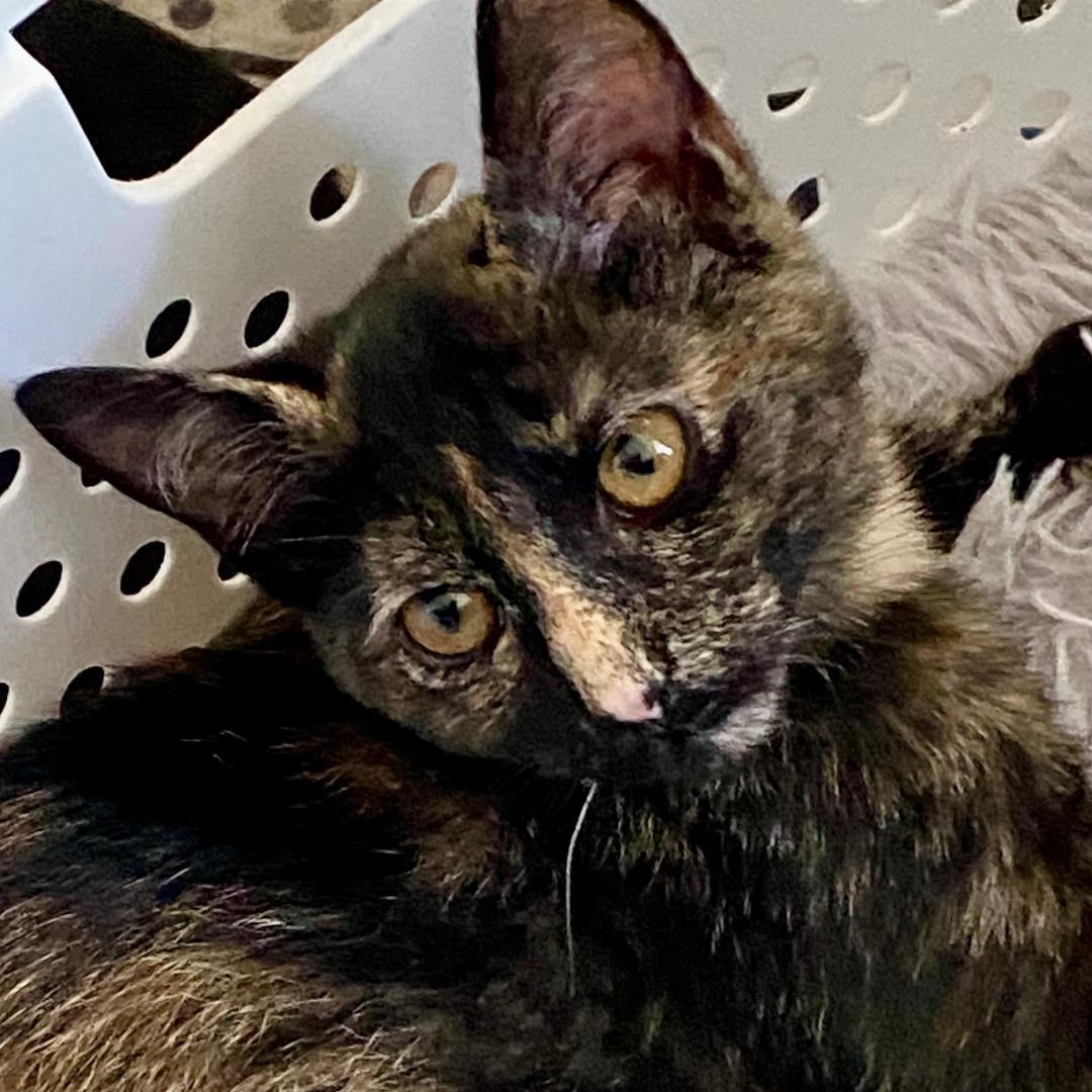 Enlarge Poppi, a Adoptable Tortoiseshell in Gastonia, NC image 5/6