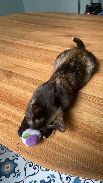 Enlarge Poppi, a Adoptable Tortoiseshell in Gastonia, NC video 6/6